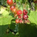 Kako se nositi s pauk grinjama na ribizli